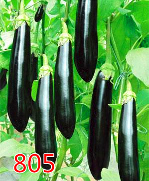 805GLѷNc(din)鿴Ԕ(x)Ϣ