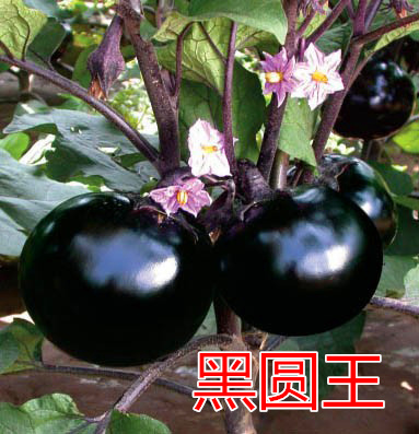 ڈAAc(din)鿴Ԕ(x)Ϣ