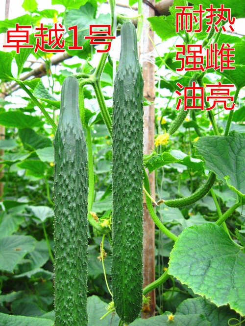 ͟Sϡ׿Խһ̖c鿴ԔϢ